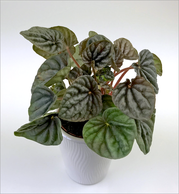 Peperomia 'Ripple'